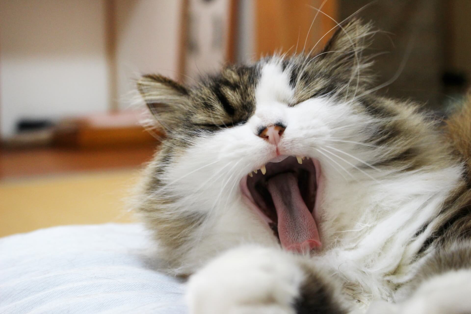 猫のあくびは眠い時だけではない！見落としがちな猫のサイン
