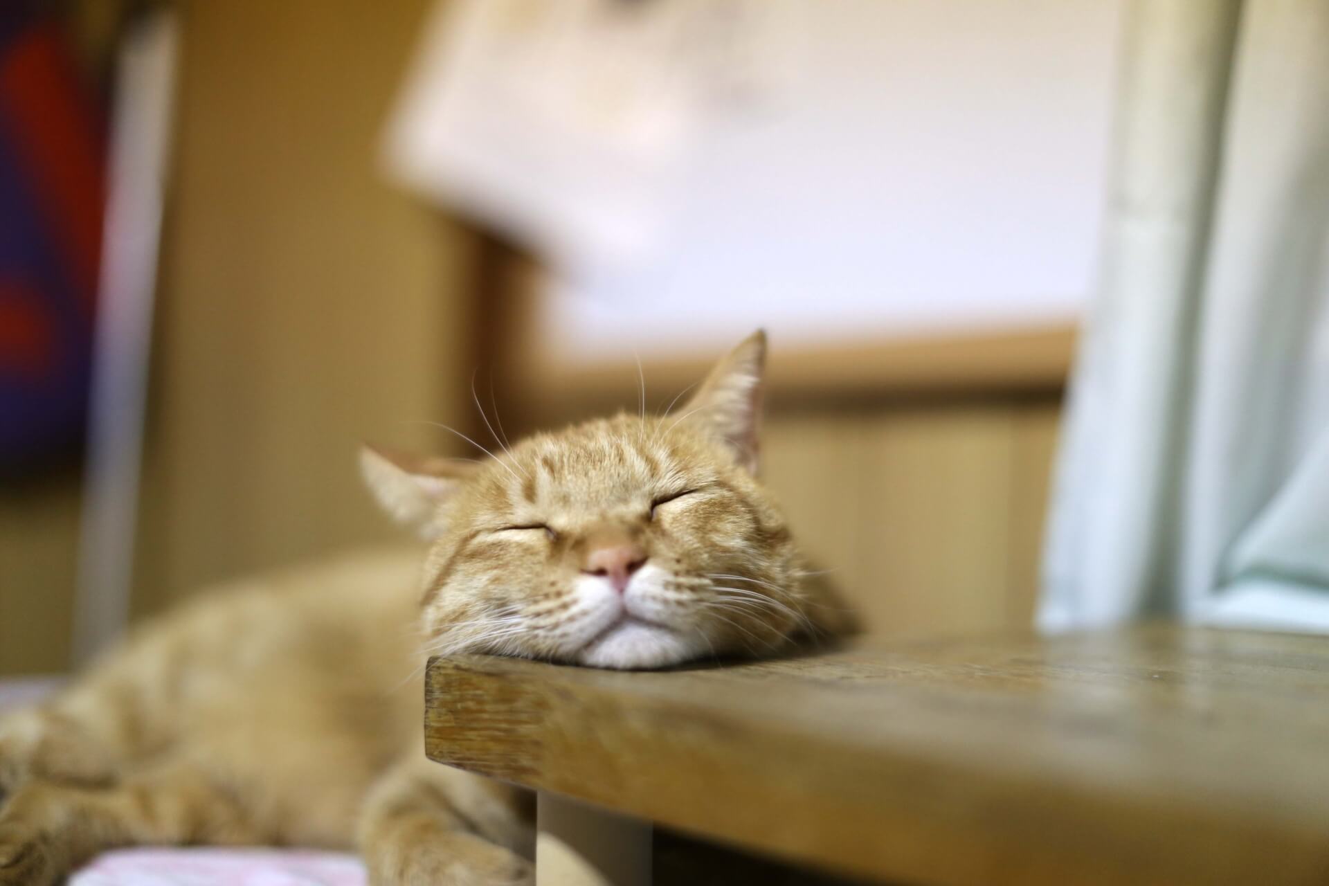 猫のいびきは病気の兆候？考えられる原因と病気