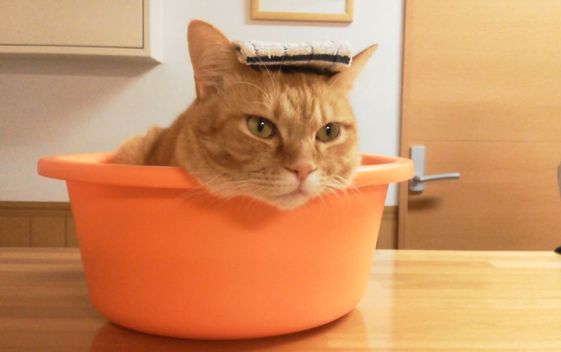 猫をお風呂にいれる頻度はどのくらい？おとなしく入れる為にできること