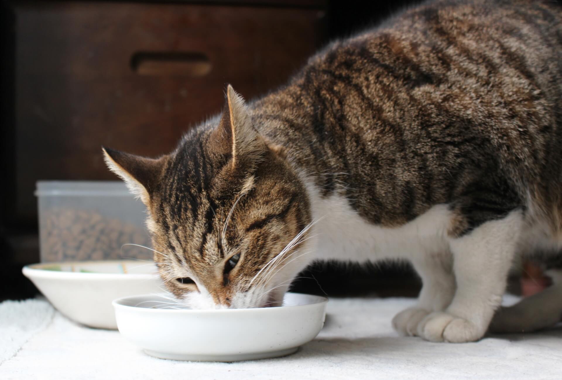 猫に与える一回の餌の量はどのくらい必要？年齢別の正しい量