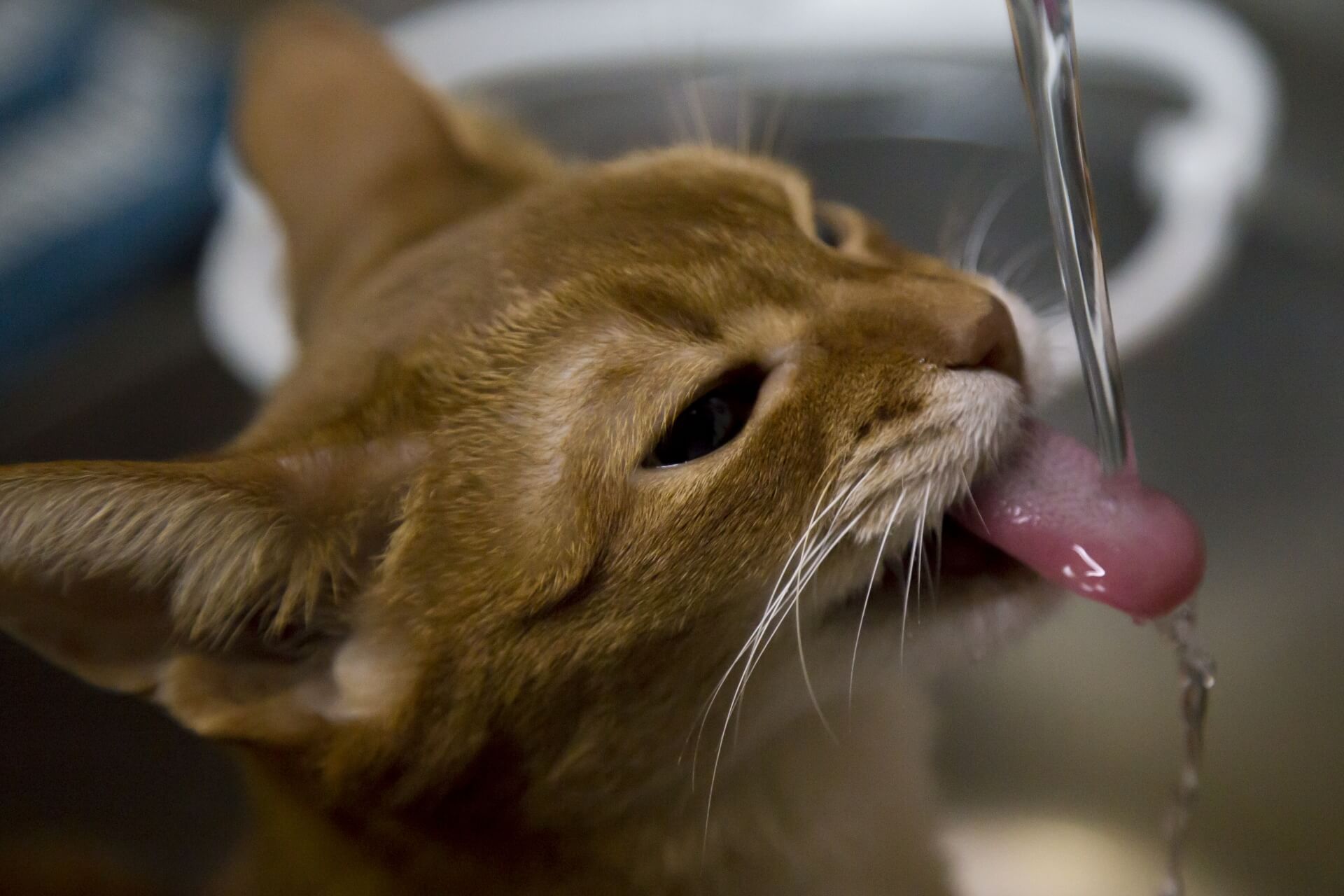 飼い猫がなかなか水を飲まない！そんな時にしたい水を与える方法