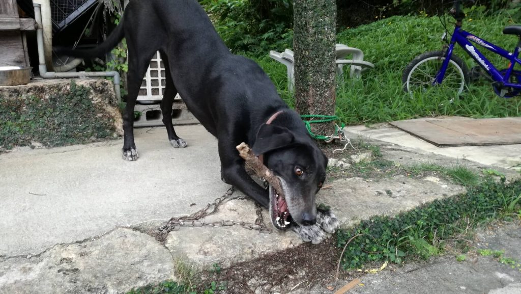 犬が草を食べるのはなぜ 飼い主なら知っておきたい犬のサイン With 犬が草を食べるのはなぜ 飼い主なら知っておきたい犬のサイン With