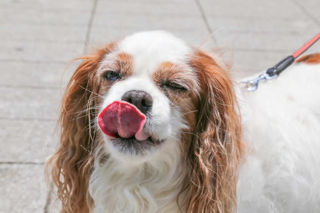 犬が飼い主をなめる理由とは 気付いてあげたい犬からのサイン With