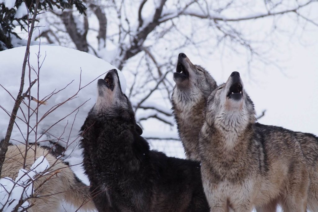 犬が遠吠えをする理由とは 考えられる理由を解説します With