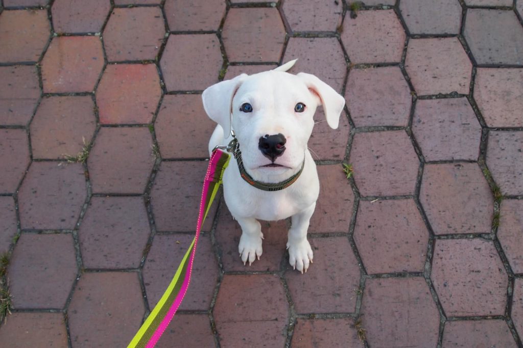 子犬がクンクン鳴く理由とは 子犬の伝えたい気持ちを理解しよう With 子犬がクンクン鳴く理由とは 子犬の伝えたい気持ちを理解しよう With
