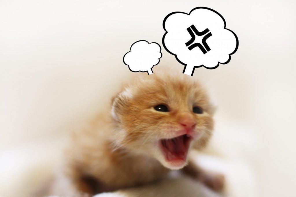 猫はストレスでハゲる 猫がストレスを感じやすいこと With 猫はストレスでハゲる 猫がストレスを感じやすいこと With