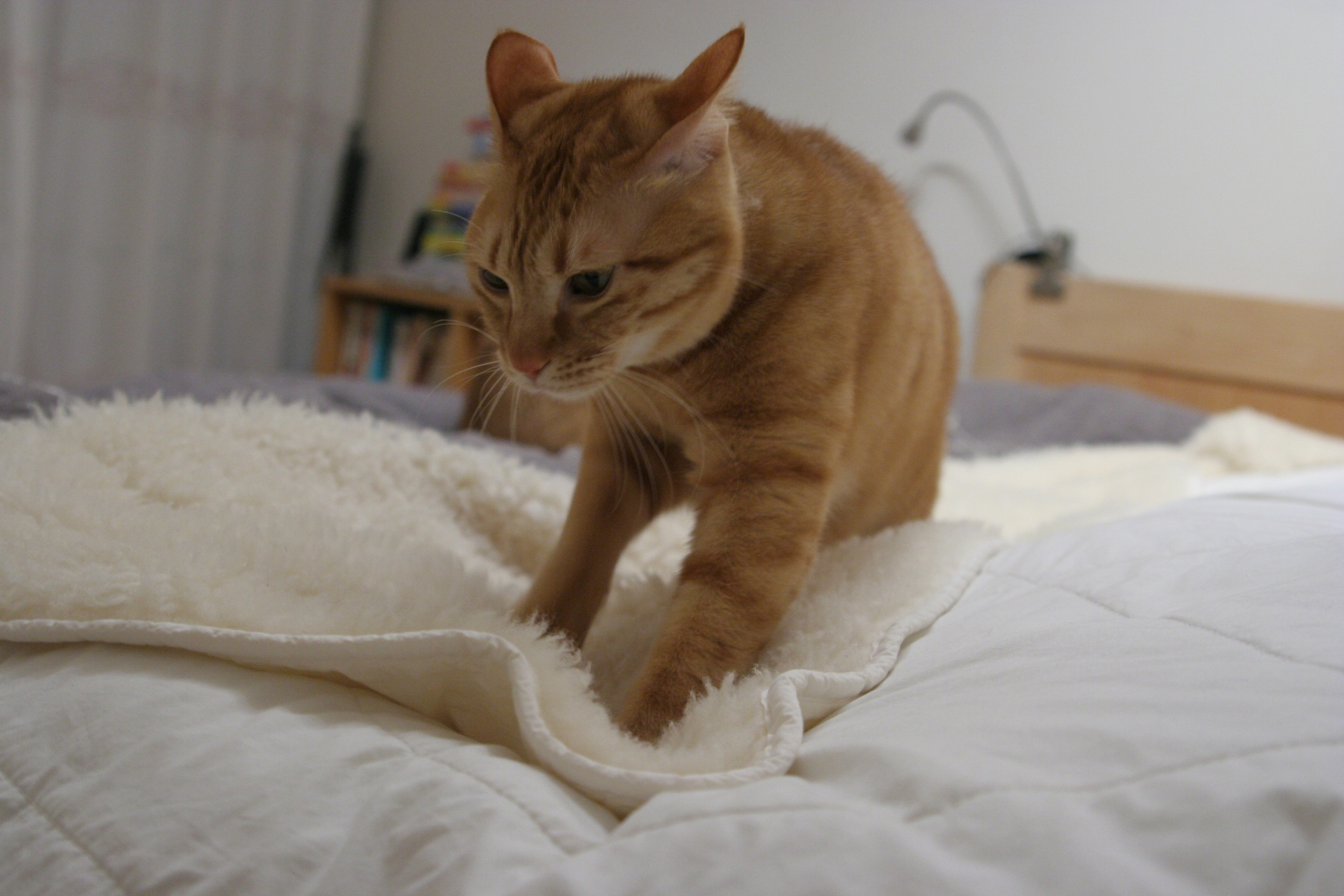 猫がおしっこを布団でする原因と今後の対処法を解説！