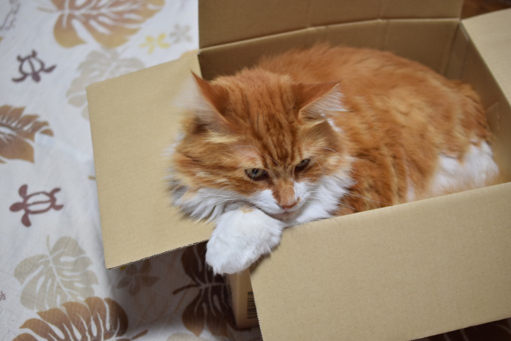 猫がダンボールを噛むのを止めさせたい そんな時の対処法を解説 With