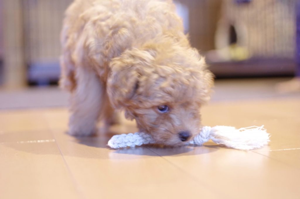 ペットショップ Coo Riku について疑問に思ったことを綴る With