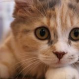 猫の瞳孔が変化する理由とは？開いている時と小さい時の猫の気持ち