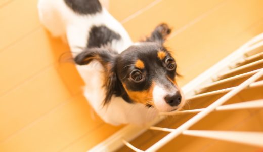 犬がケージを噛むのを止めない原因と対処法