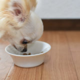 犬が下痢をしている時の原因と正しい食事方法