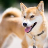 柴犬の魅力に迫る！日本を代表する柴犬