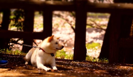 犬が首輪を嫌がる時の原因や首輪に慣れてもらう為のトレーニング方法
