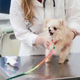 犬の去勢手術のメリットとは？流れやかかる手術費用を解説！