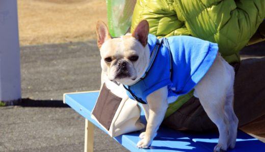 飼い犬が唸る！しつけで唸るのを止めさせる正しいしつけ方