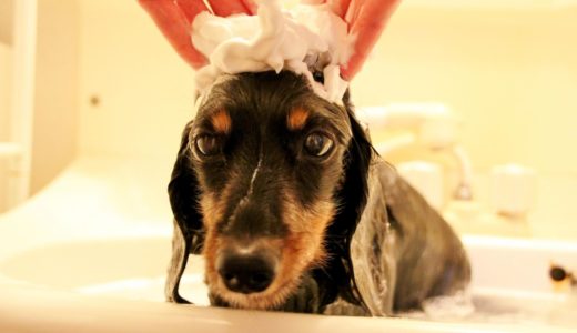 犬がシャンプーを嫌がる時に試したいシャンプーを好きになってくれる方法
