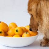何でも食べる！？犬が食べても良い果物と食べてはいけない果物まとめ
