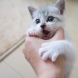 猫に爪切りをする頻度は？おとなしく爪切りをする方法を解説！