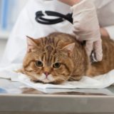 猫は病院嫌い！ストレスを少なく猫を病院へ連れて行く方法