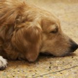 犬が外耳炎になる原因とは？かかりやすい犬種や治療法を解説！