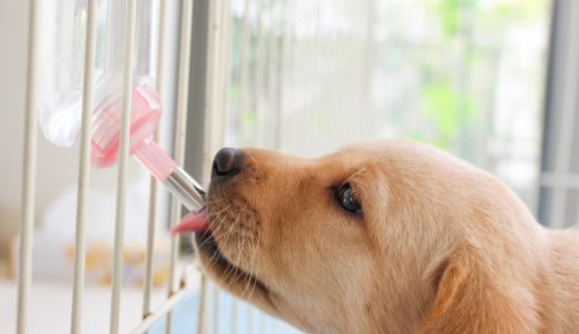 犬がサークルを飛び越える！犬を飼う時に気をつけたいサークルの選び方