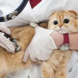 猫が骨折した時にかかる費用と治療方法を解説！
